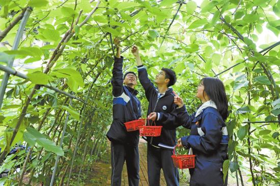 大足中学组织学生到实践基地采桑葚。