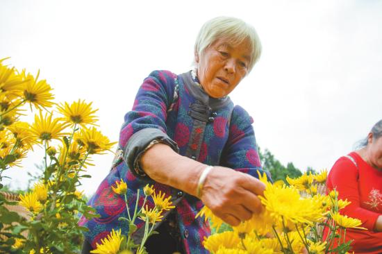 村民收获“金疙瘩”。（资料图）