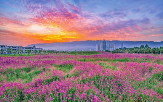 通桥街道花海