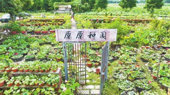 汇聚国内外700多个荷花精品的“原原种园”。
