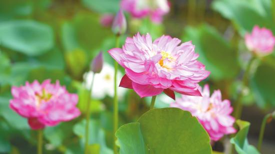 红色重瓣荷花“山城火都”。