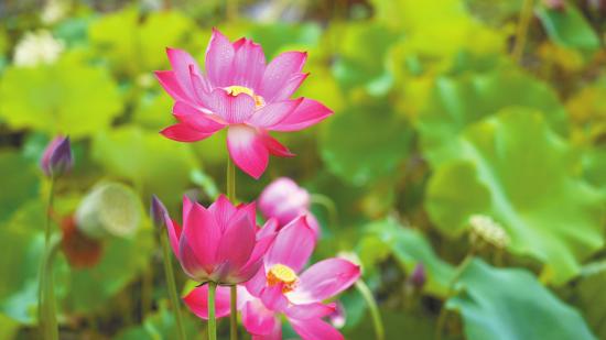 红色单瓣荷花“山城金穗”。