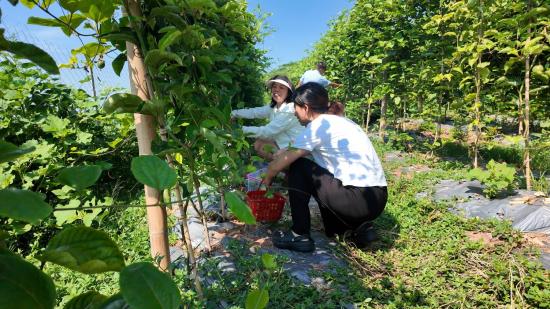 游客在大足区季家镇采摘黄金百香果。