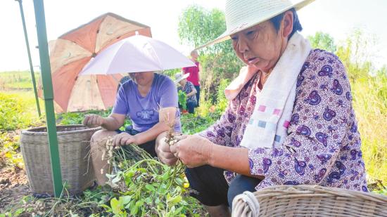 村民分拣刚采收的花生。