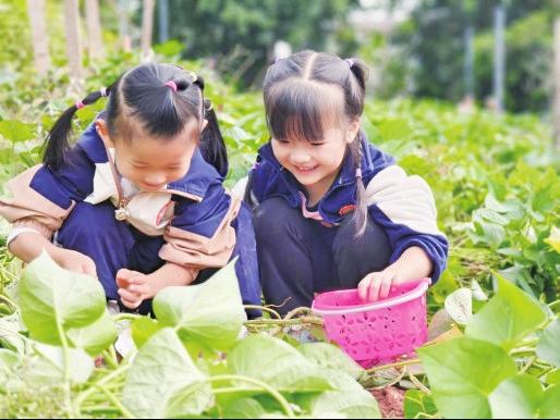 ▶孩子们在田间挖红薯。