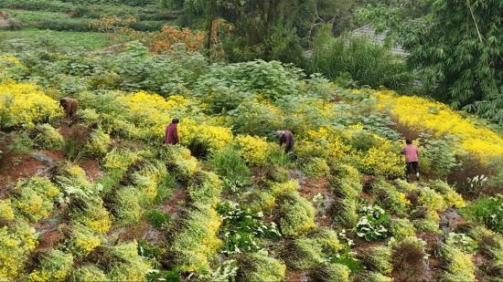 国梁田间“金”铺地 一朵野菊“富”满仓