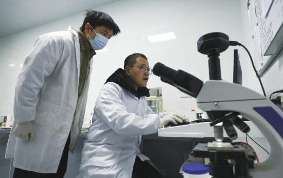 科研人员正在进行基因筛查。